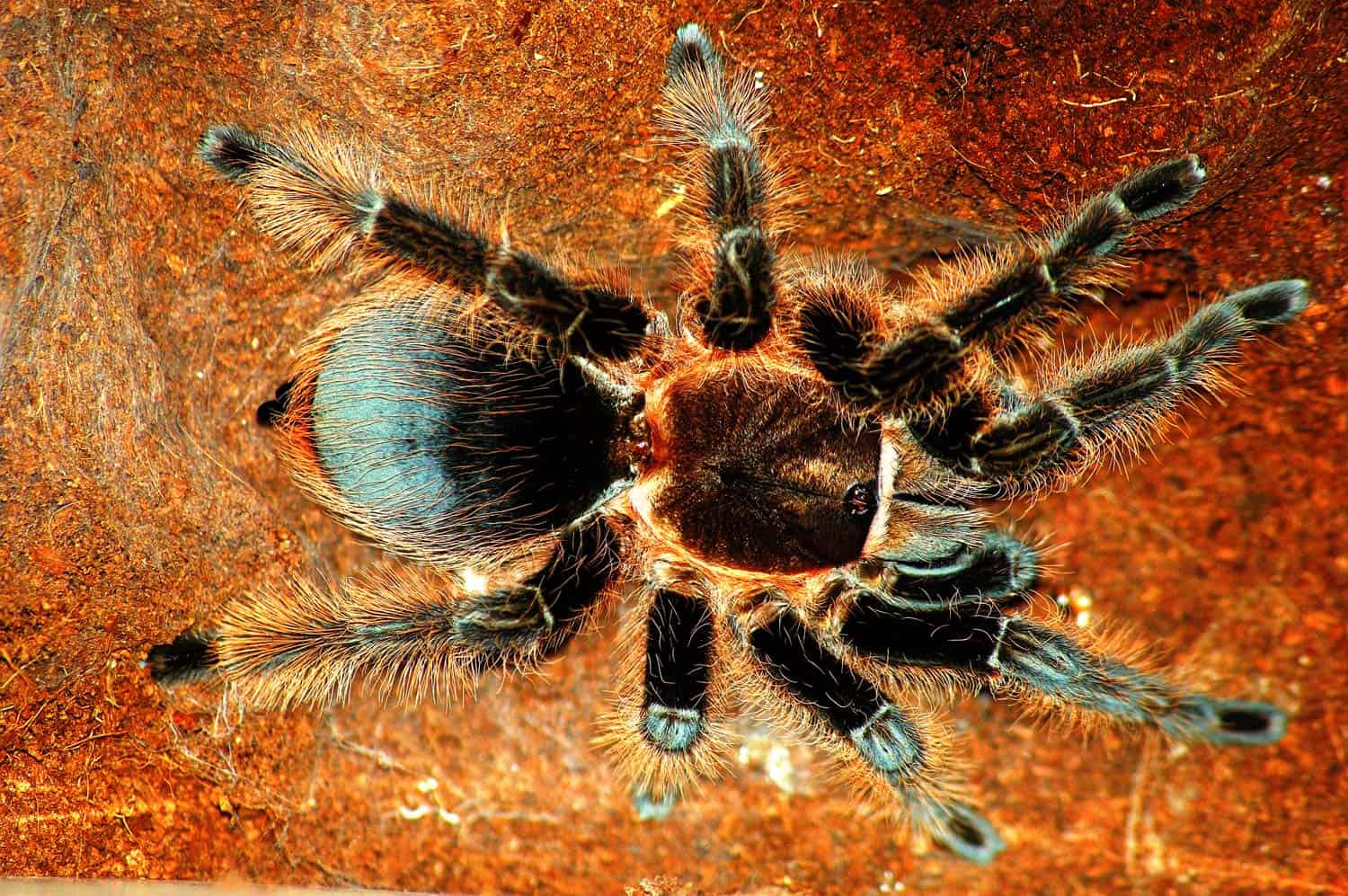 Honduran Curly Hair Tarantula