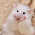 How to Take Care of Albino Hamsters