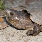 Loggerhead Musk Turtle