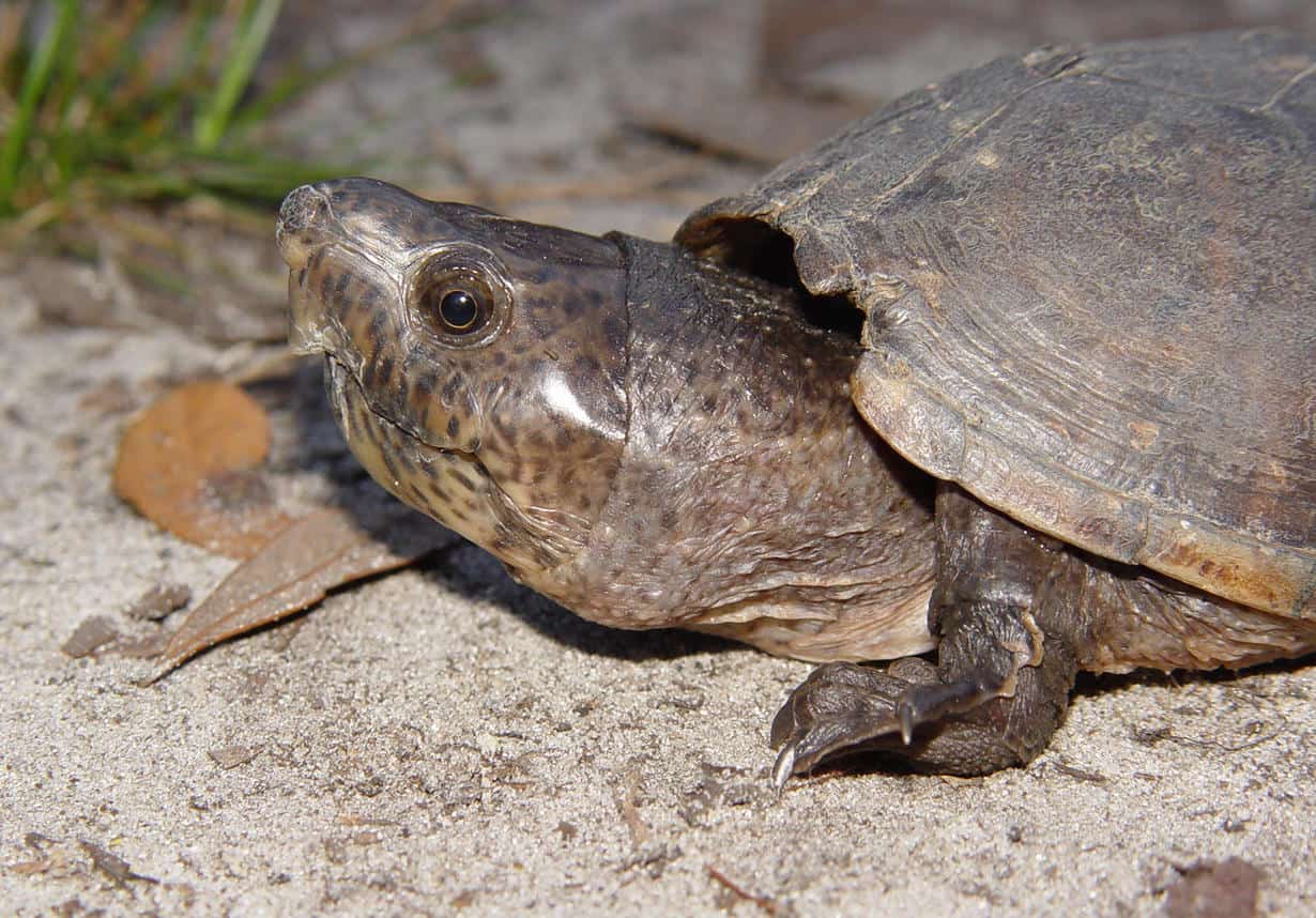 Loggerhead Musk Turtle