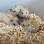 Mandarin Djungarian Hamsters