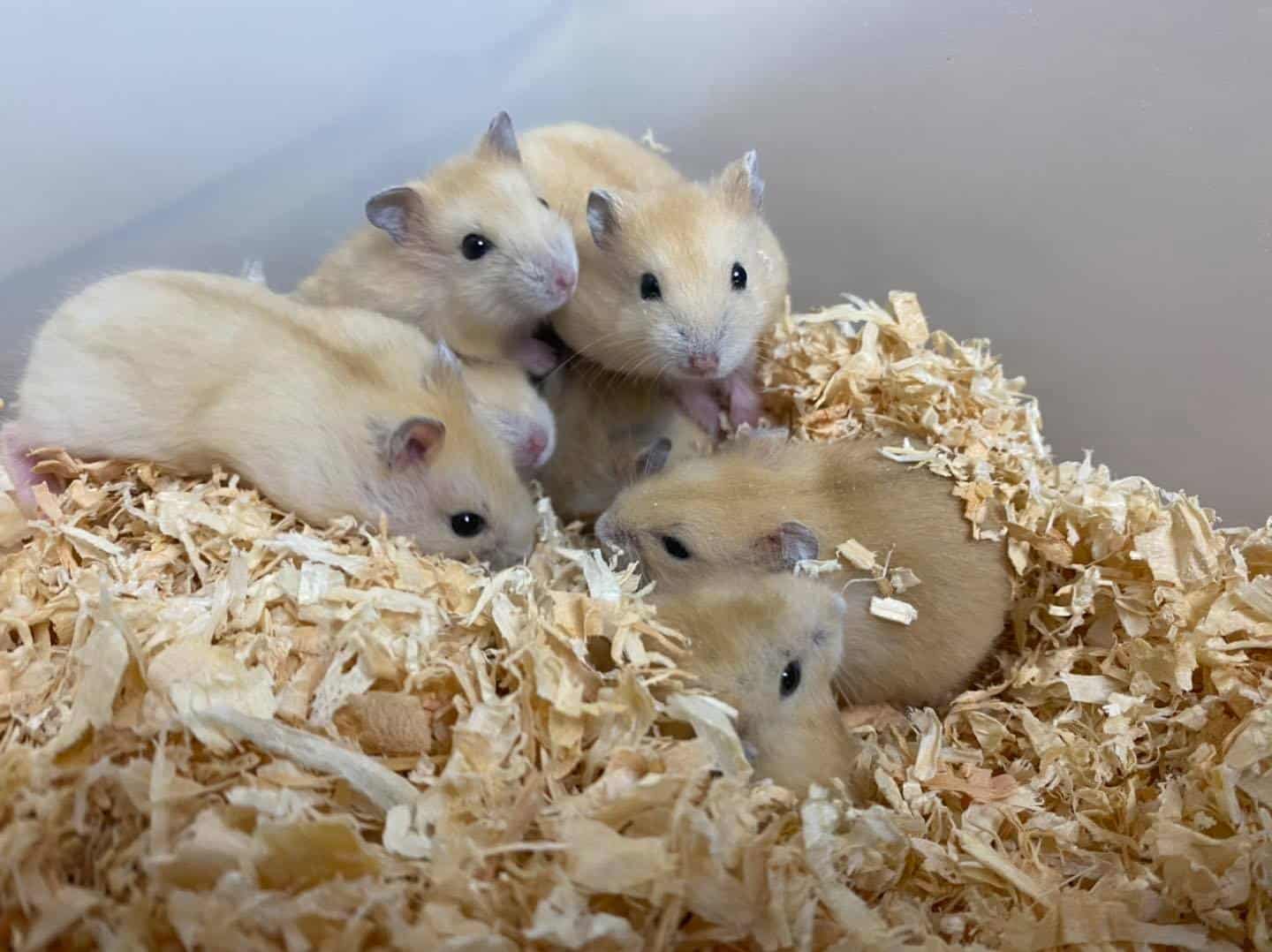 Mandarin Djungarian Hamsters