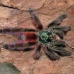 Martinique Red Tree Spider