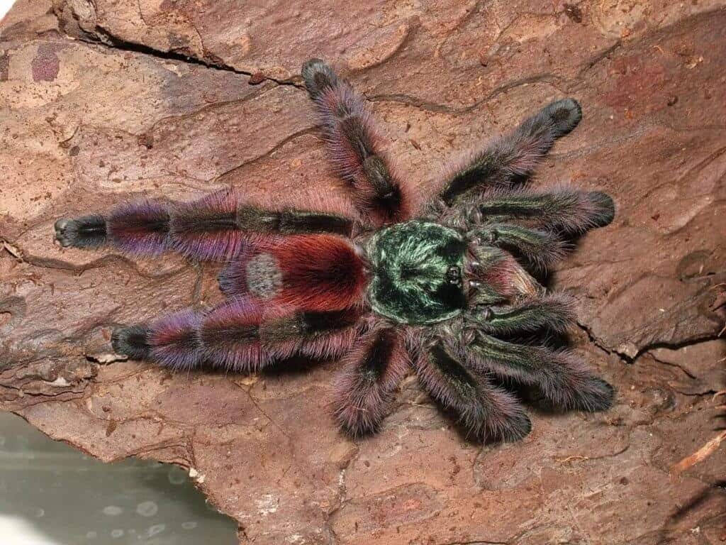 Martinique Red Tree Spider