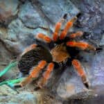 Mexican Red Knee Tarantula