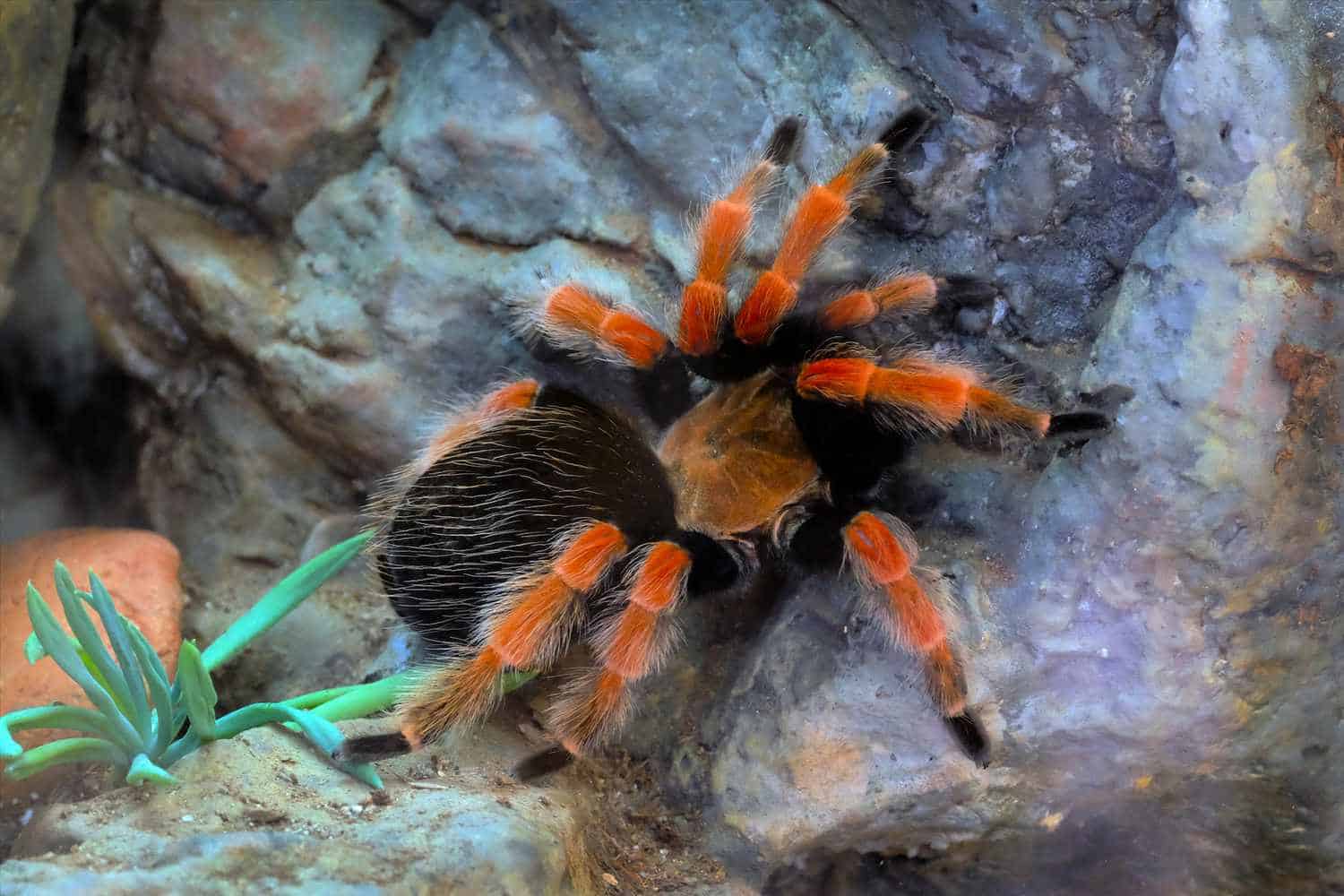 Mexican Red Knee Tarantula