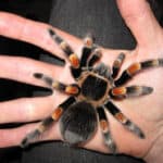 Mexican Redleg Tarantula