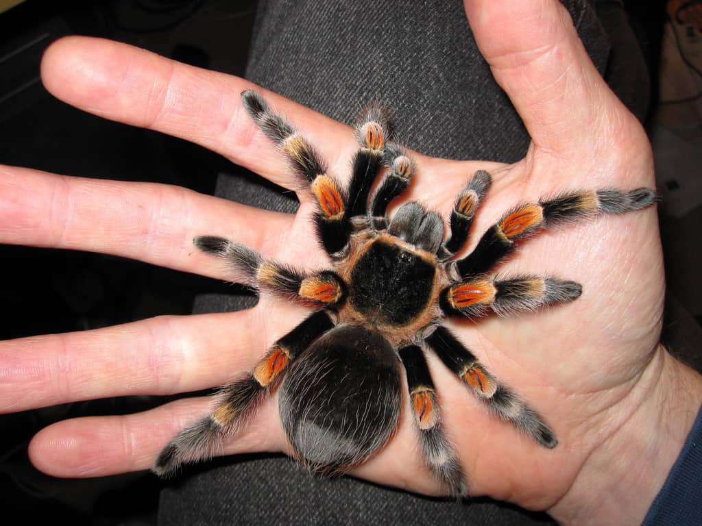 Mexican Redleg Tarantula