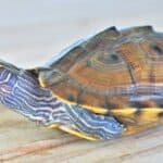 Mississippi Map Turtle