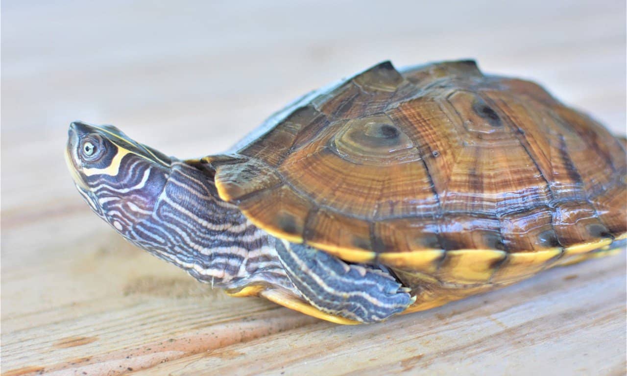 Mississippi Map Turtle