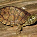 Northern Map Turtle