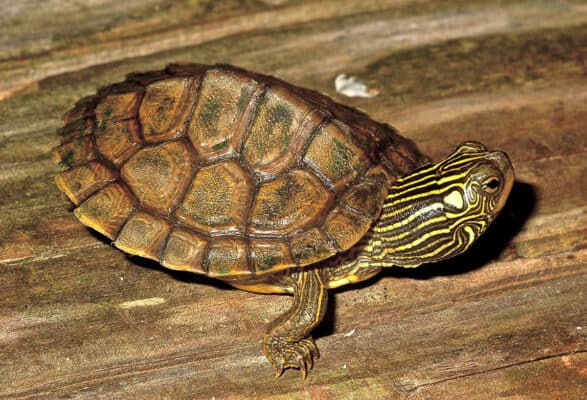 20 Types of Aquatic Turtles for Every Reptile Enthusiast - The Pet Savvy