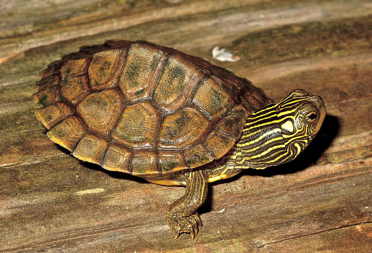 Northern Map Turtle