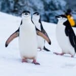 Penguin Names