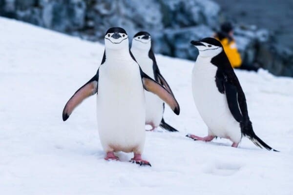 100+ Penguin Names You Will Surely Love