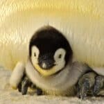 Penguin Names – Baby penguin