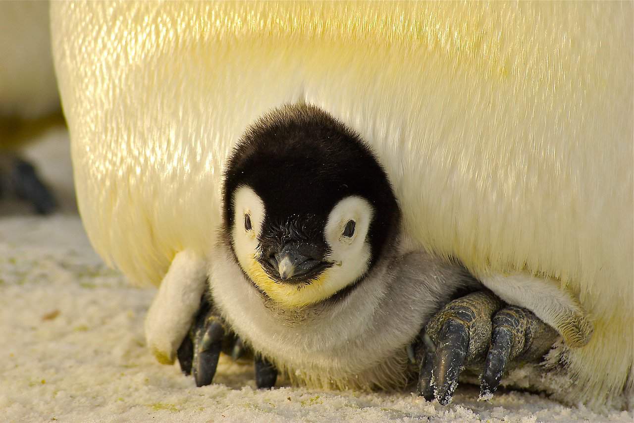 Penguin Names – Baby penguin