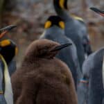 Penguin Names – Famous