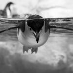 Penguin Names – Female penguin
