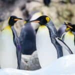 Penguin Names – Females