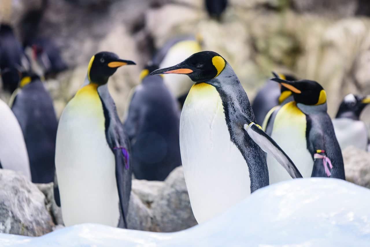 Penguin Names – Females