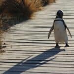 Penguin Names – Funny