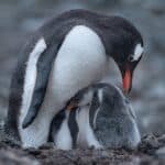 Penguin Names – Male penguin