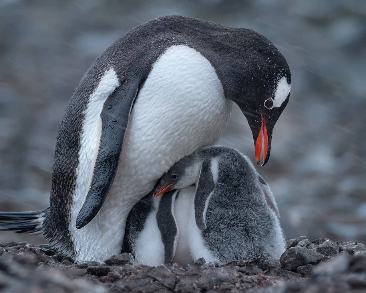 Penguin Names – Male penguin