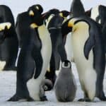 Penguin Names – Perfection