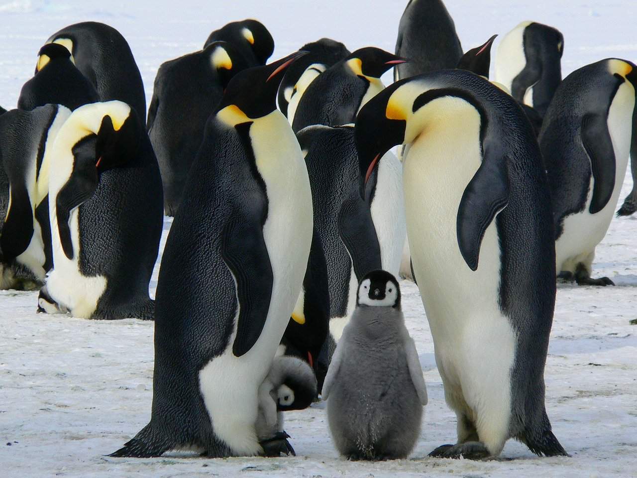 Penguin Names – Perfection