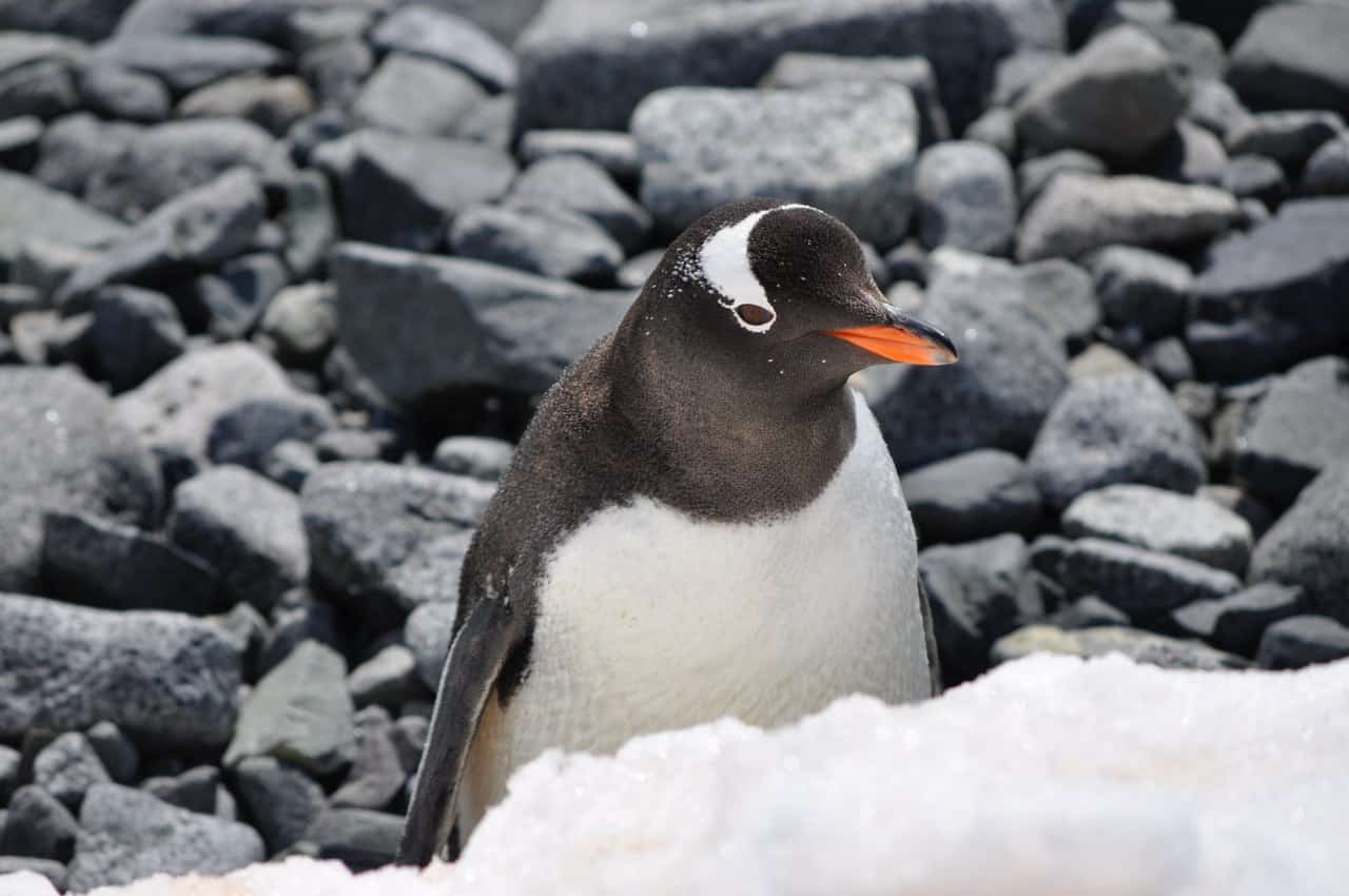 Penguin Names – Random