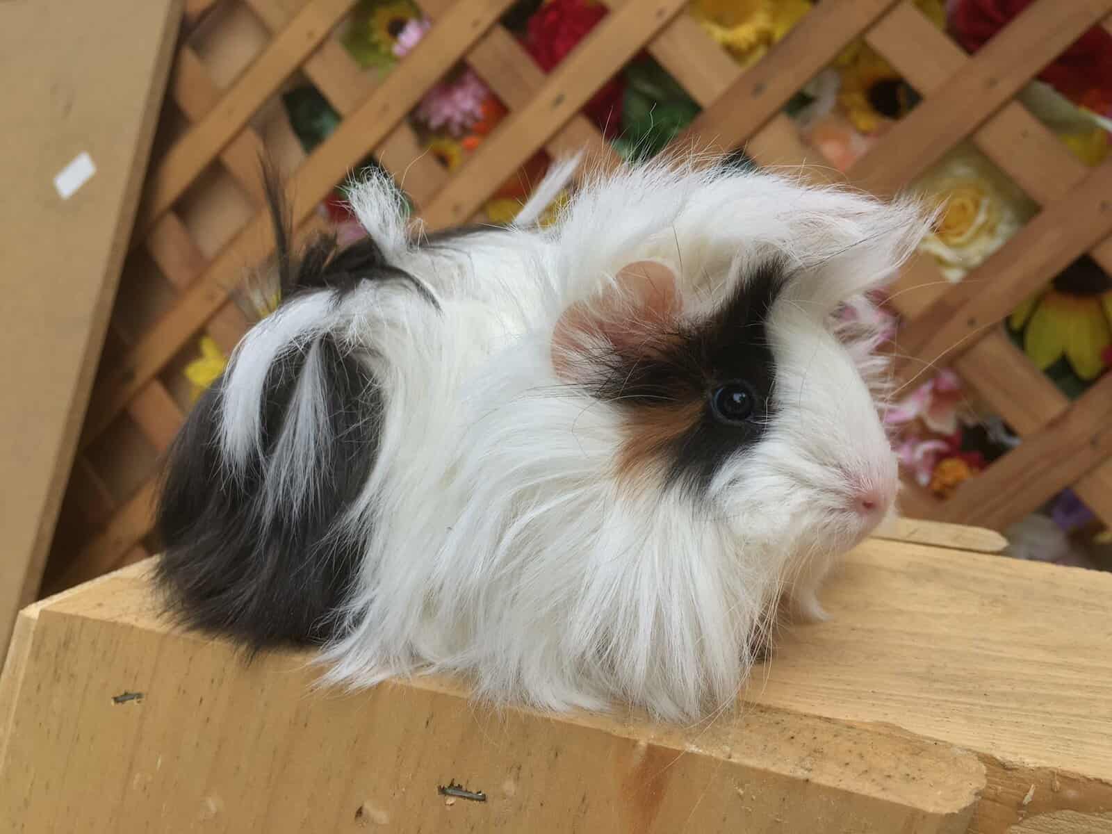 Peruvian Guinea Pig Colors