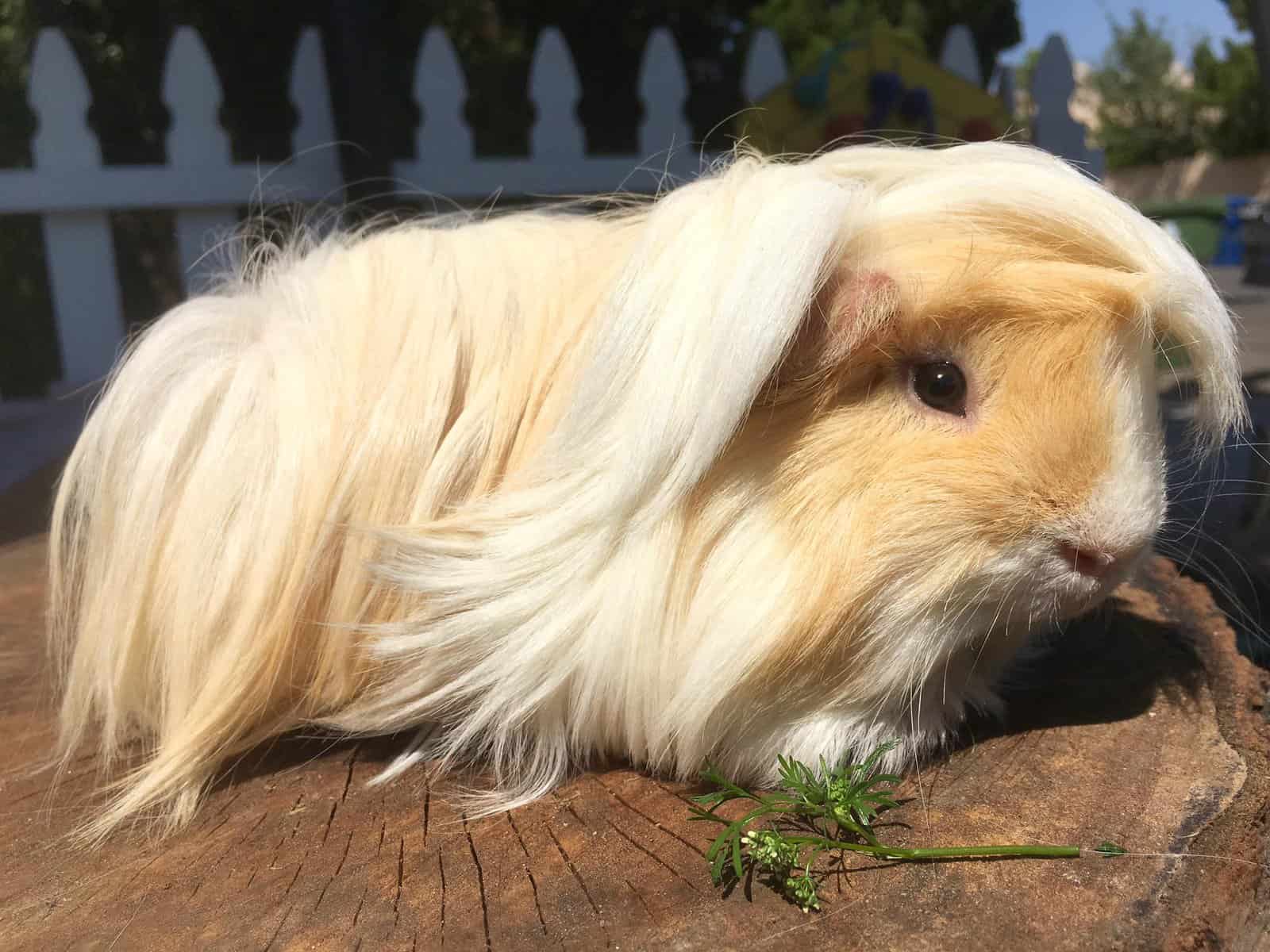 Peruvian Guinea Pig Health and Care