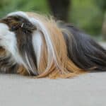 Peruvian Guinea Pig Look