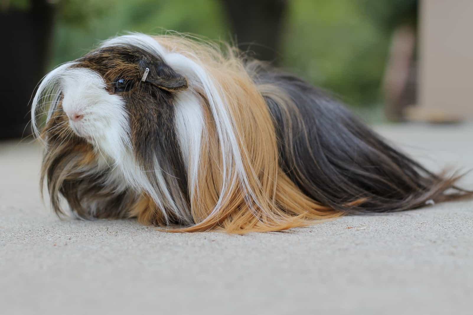 Peruvian Guinea Pig Look