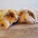 Peruvian Guinea Pig Origin