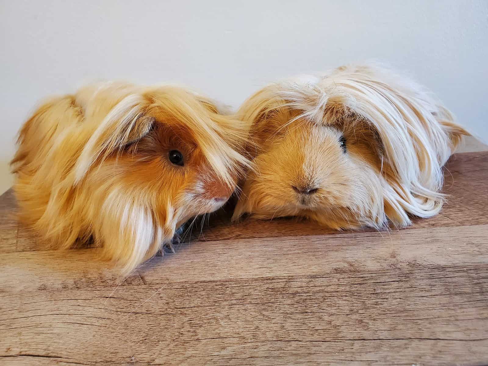 Peruvian Guinea Pig Origin