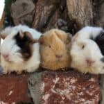 Peruvian Guinea Pigs