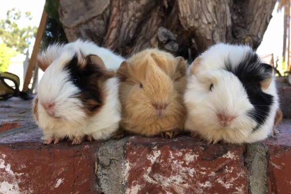 Peruvian Guinea Pigs