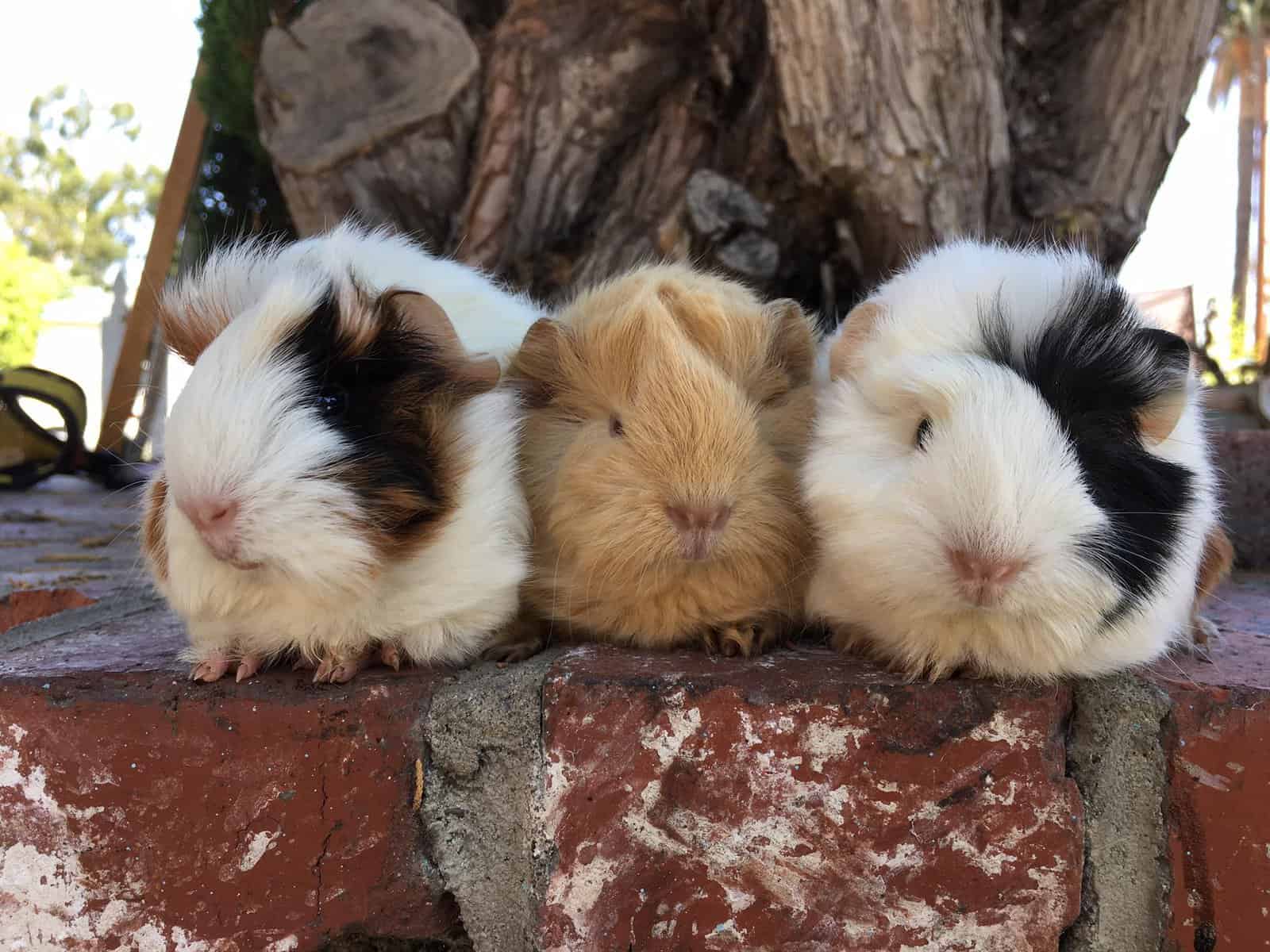 Peruvian Guinea Pigs