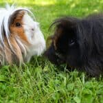 Peruvian Guinea Pigs