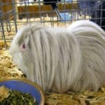 Peruvian Guinea Pigs – Cage Size