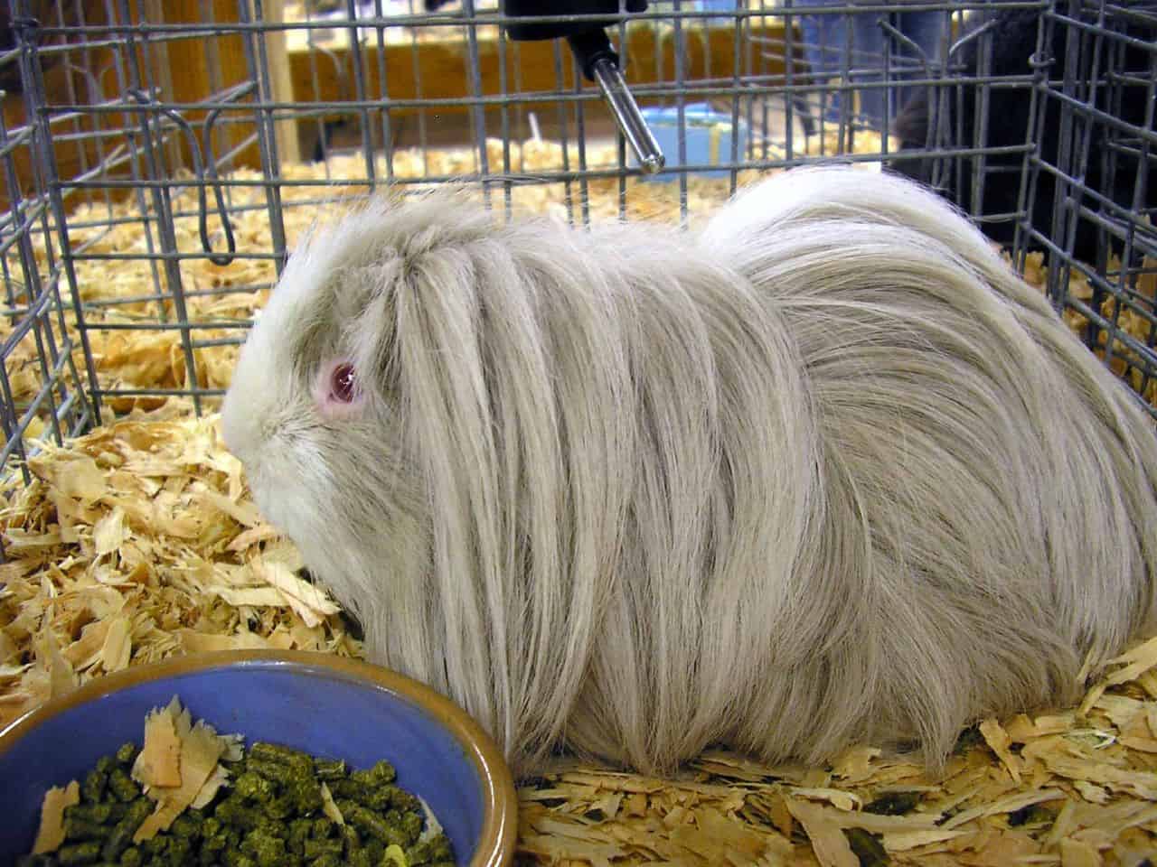 Peruvian Guinea Pigs – Cage Size