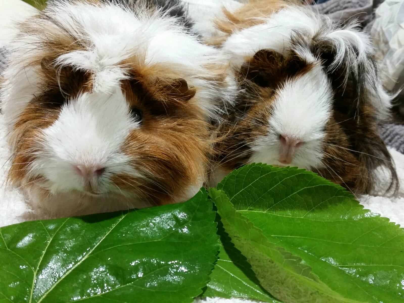 Peruvian Guinea Pigs Food