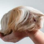 Peruvian Guinea Pigs Grooming and Care