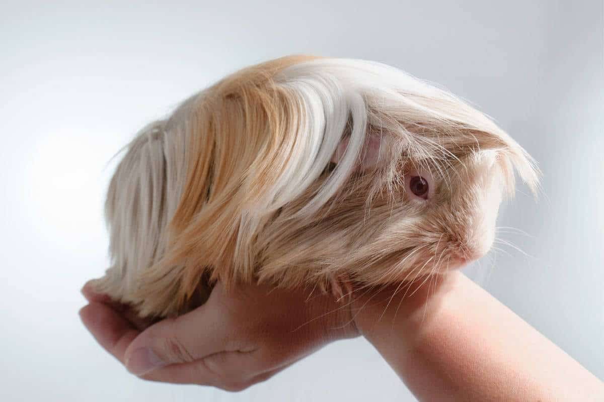 Peruvian Guinea Pigs Grooming and Care