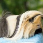 Peruvian Guinea Pigs – Price