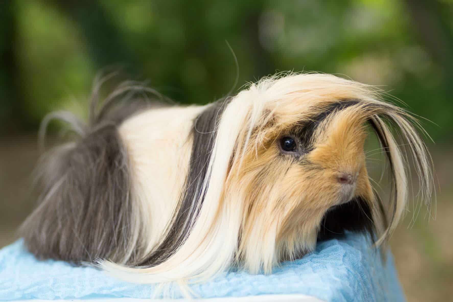 Peruvian Guinea Pigs – Price