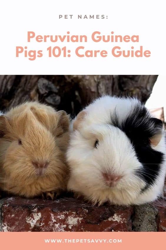 Peruvian Guinea Pigs pin