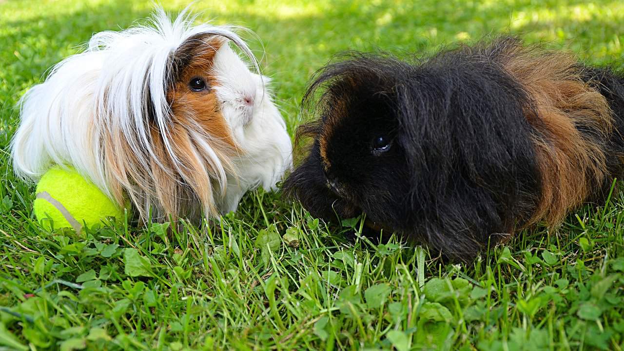 Peruvian Guinea Pigs